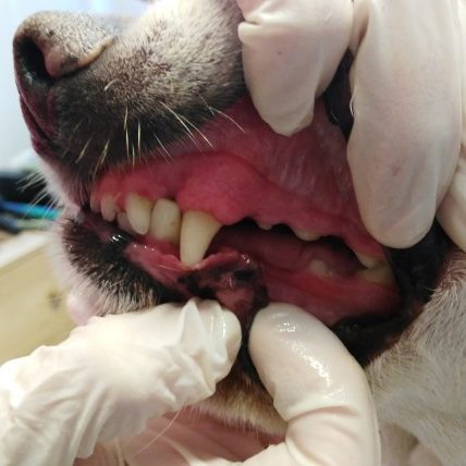 dentalna-hygiena-po-osetreni